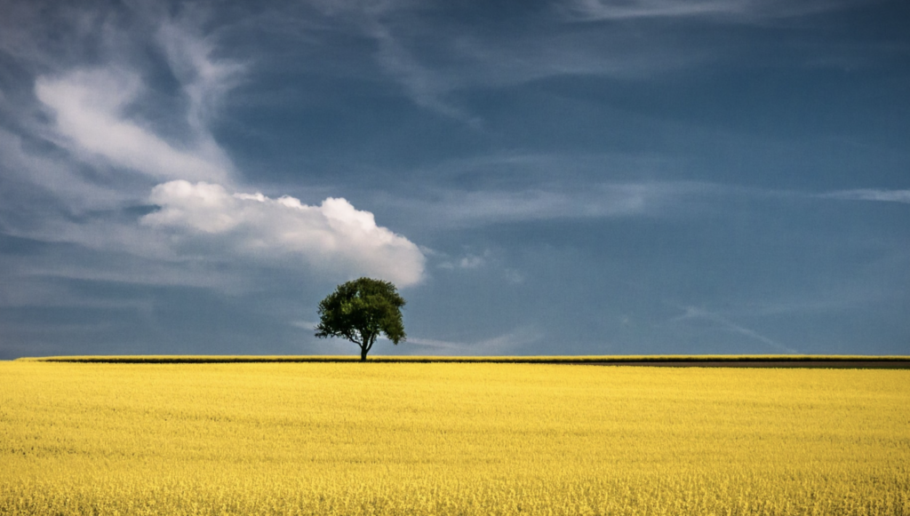 Звільнення від сплати податку на нерухоме майно та земельного податку на період воєнного стану